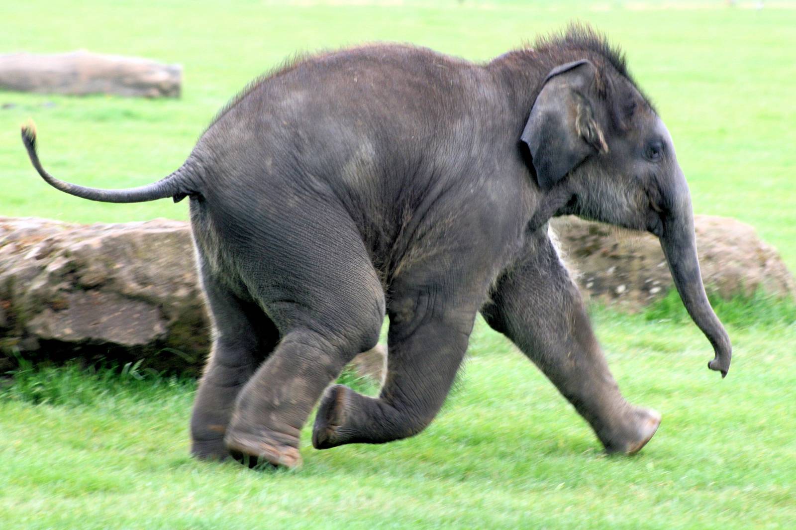 Young Asiatic elephant; Whipsnade; 31st May 2014