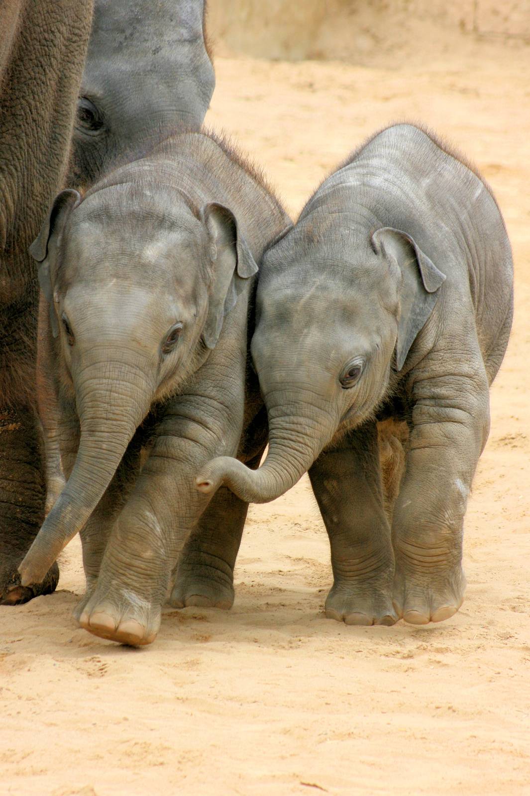 Young Asiatic elephants; Hannover; 25th June 2013