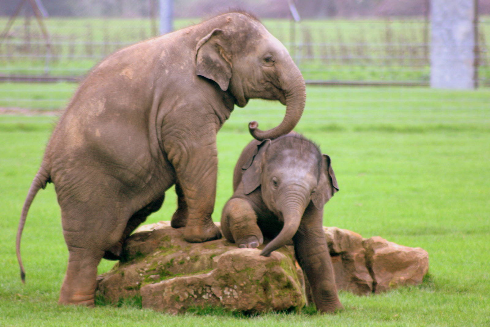 Young Asiatic elephants; Whipsnade; 9th October 2010