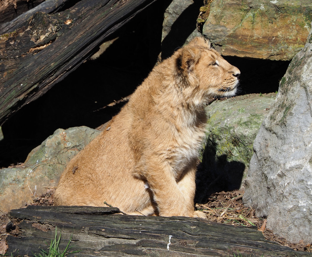 Young Asiatic lion (Panthera leo persica), 2022-03-08