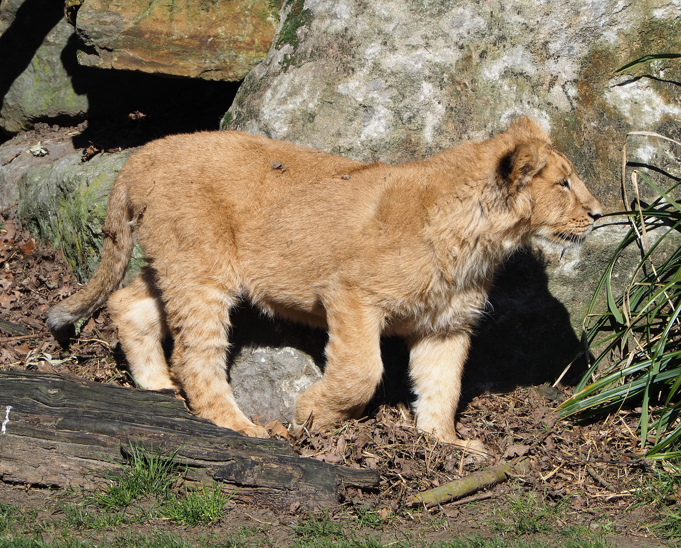 Young Asiatic lion (Panthera leo persica), 2022-03-08