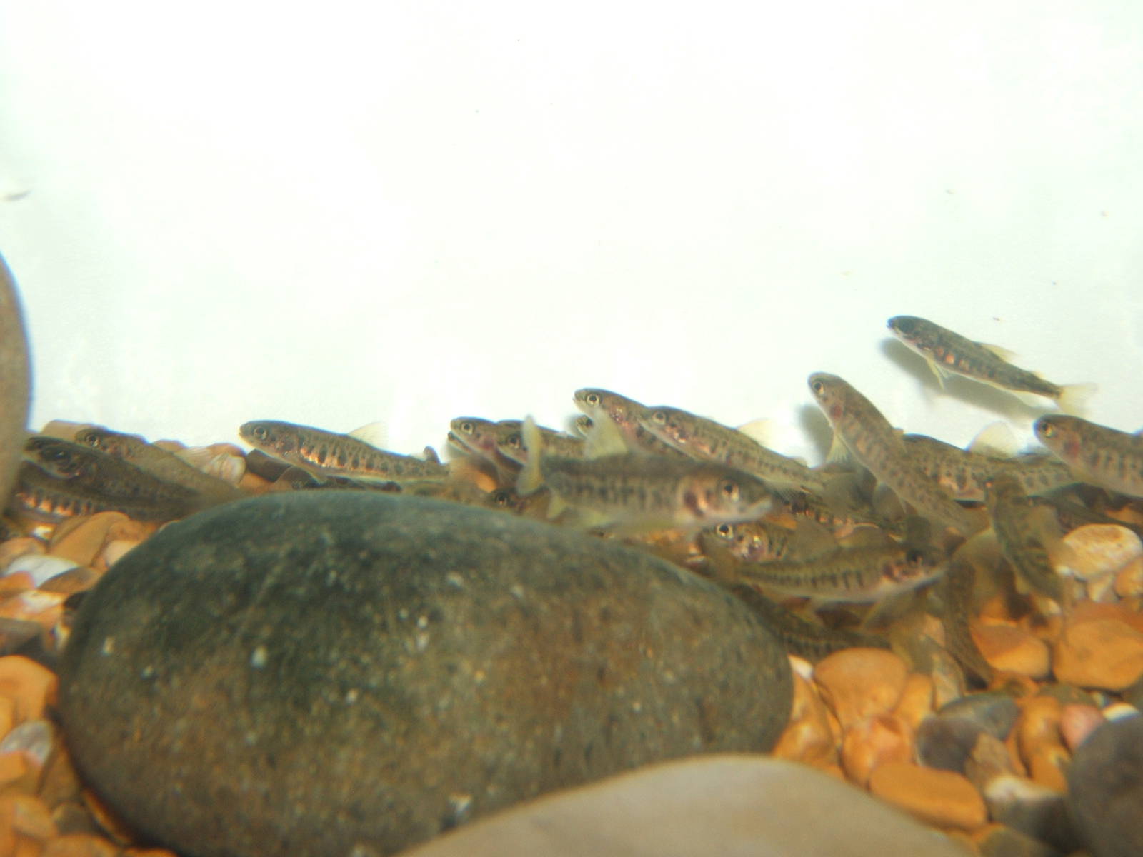 Young Atlantic Salmon