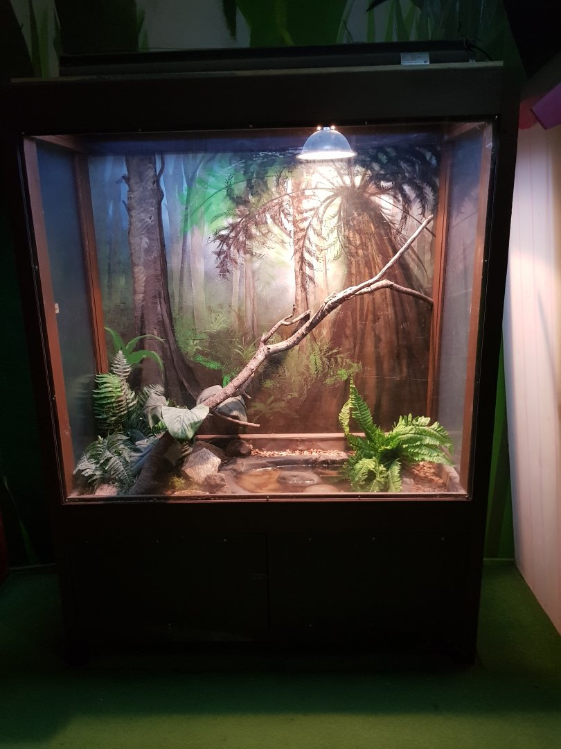 Young Australian Water Dragon(Intellagama lesueurii) Enclosure