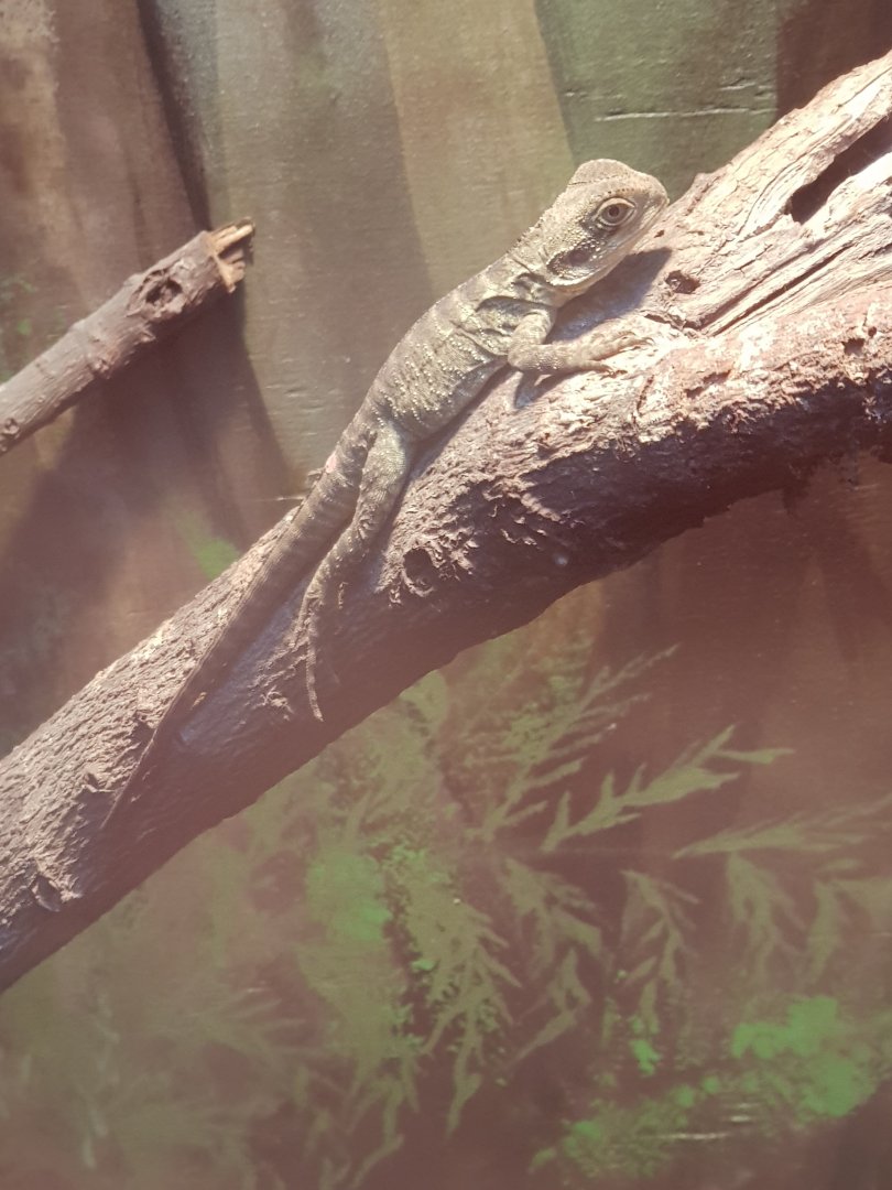 Young Australian Water Dragon(Intellagama lesueurii)