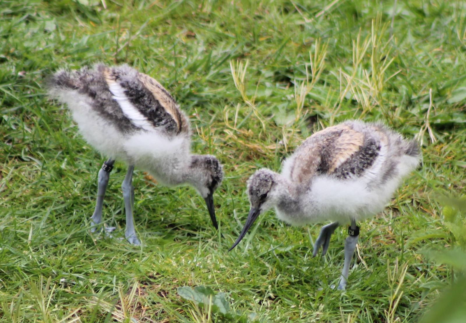 Young avocets