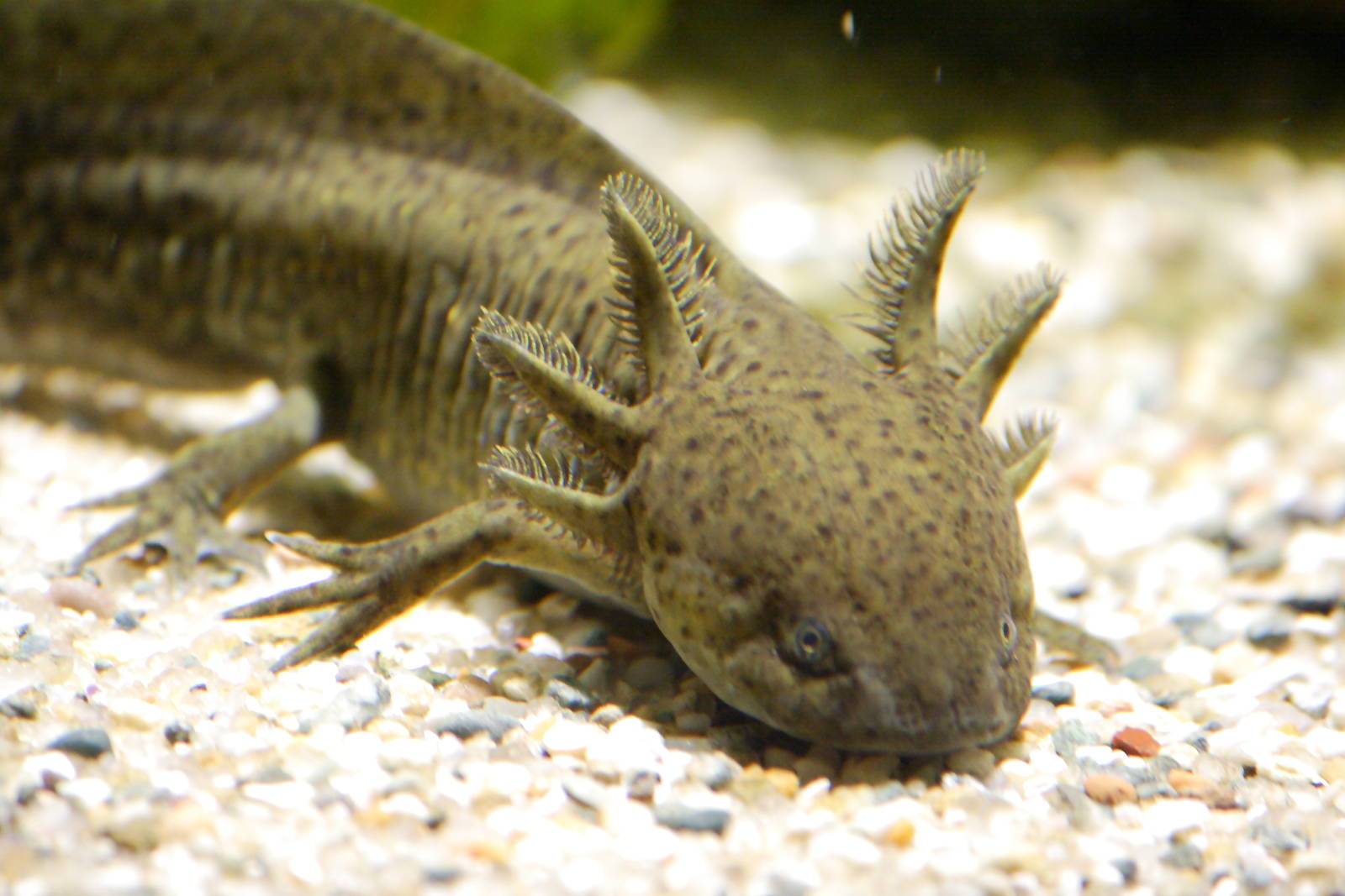 Young axolotl