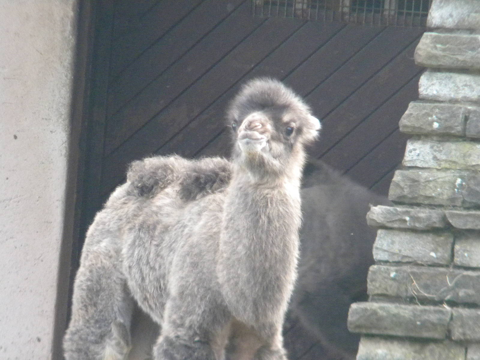 Young Bactrian Camel at Blackpool Zoo 29/05/11