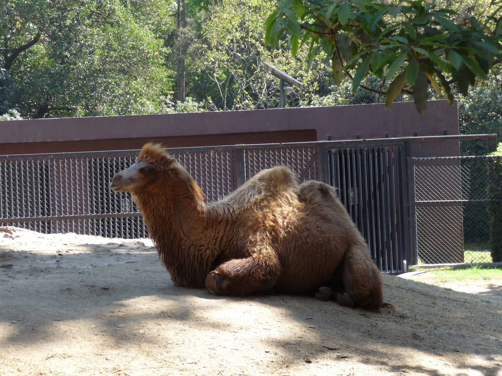 young bactrian camel chapultepec zoo