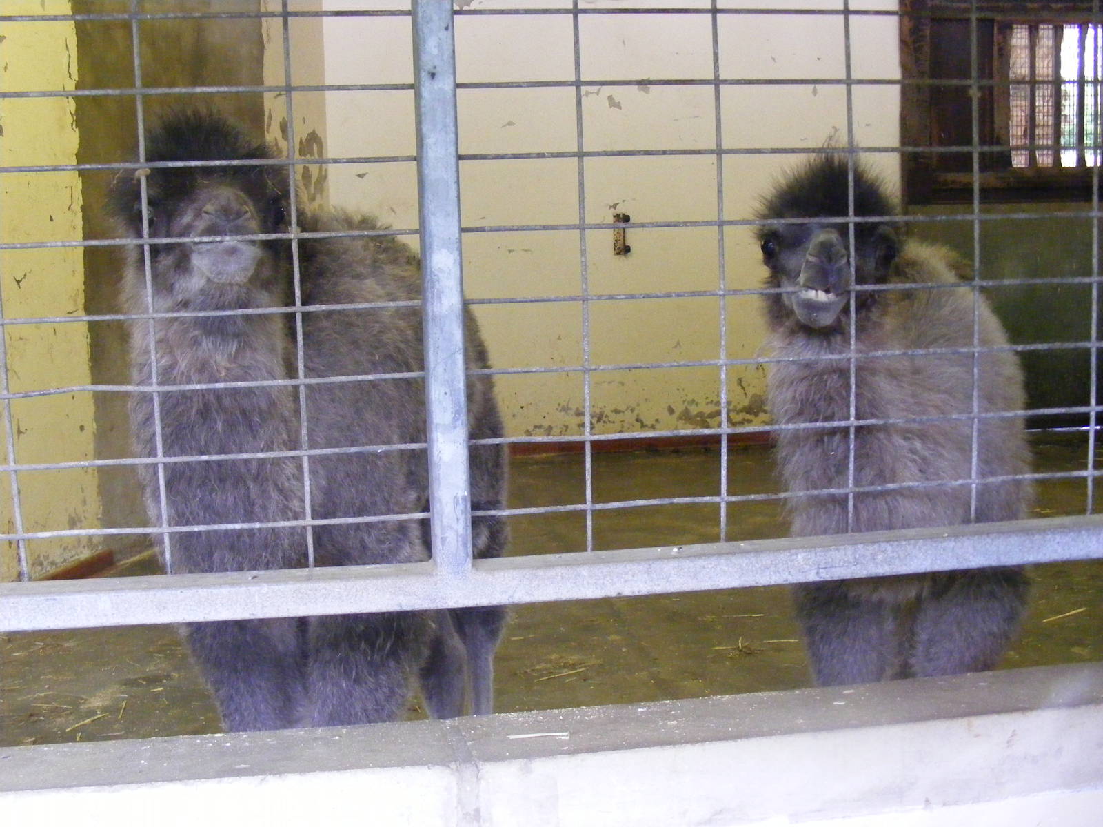 Young Bactrian camels at Blackpool Zoo, 13 June 2011