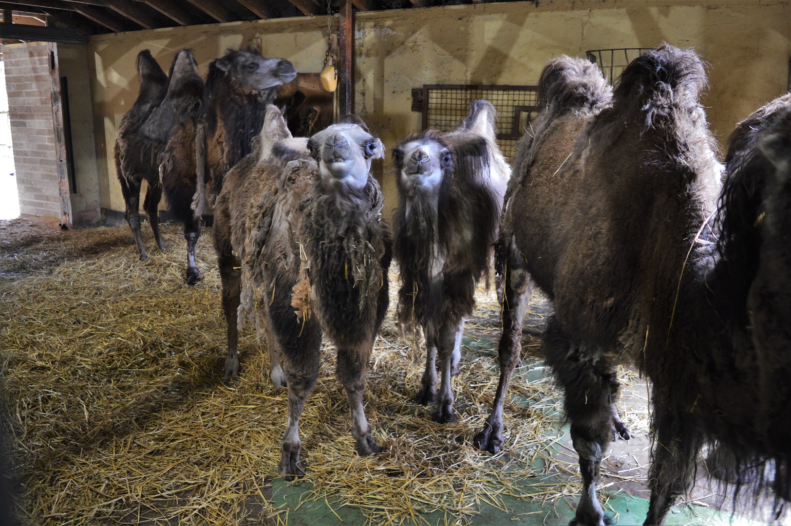 Young Bactrian camels