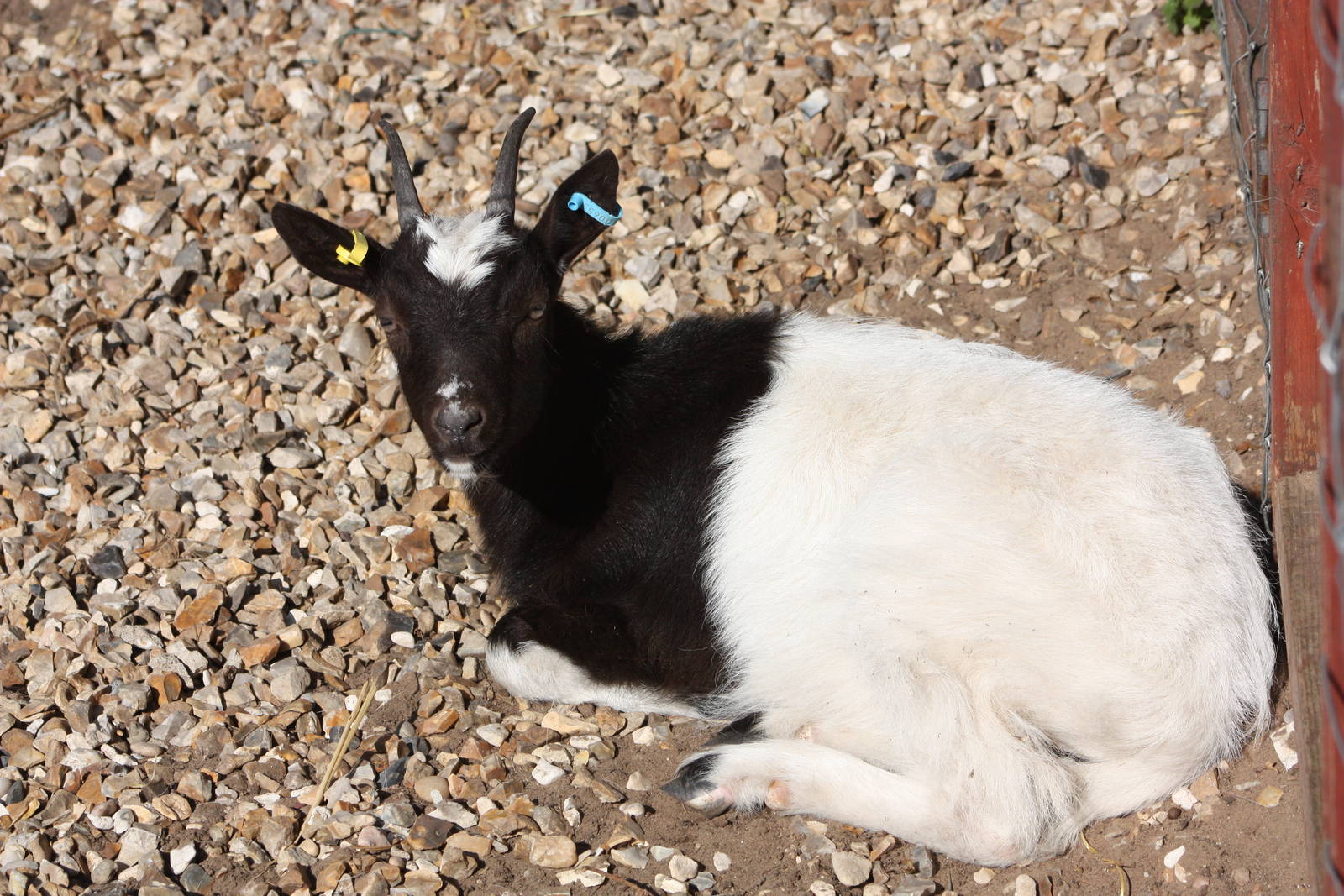 Young Bagot Goat, 23rd September 2014