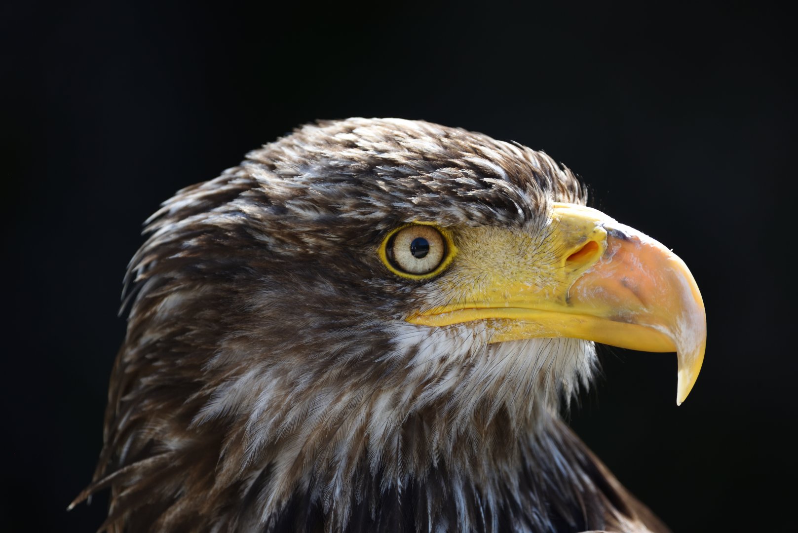 Young bald eagle - Haliaeetus leucocephalus