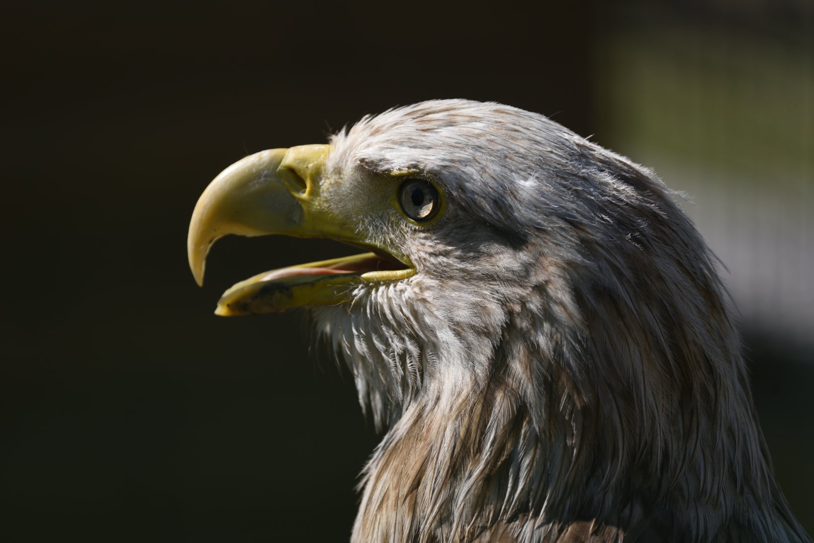Young bald eagle or adult white-tailed sea eagle?