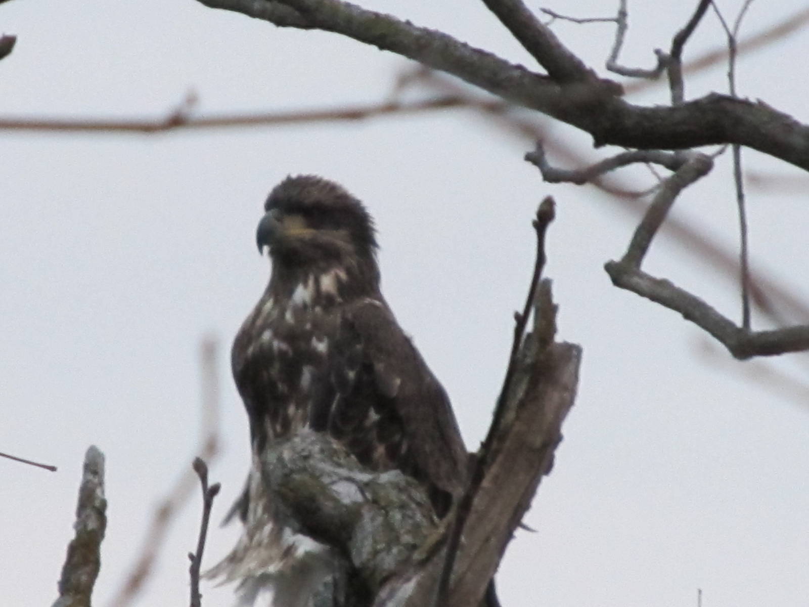 Young Bald Eagle