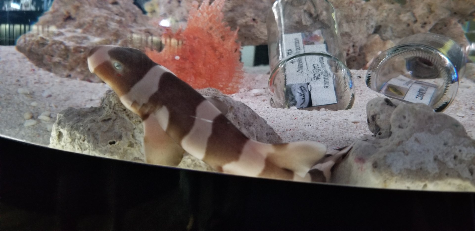 Young Bamboo Shark