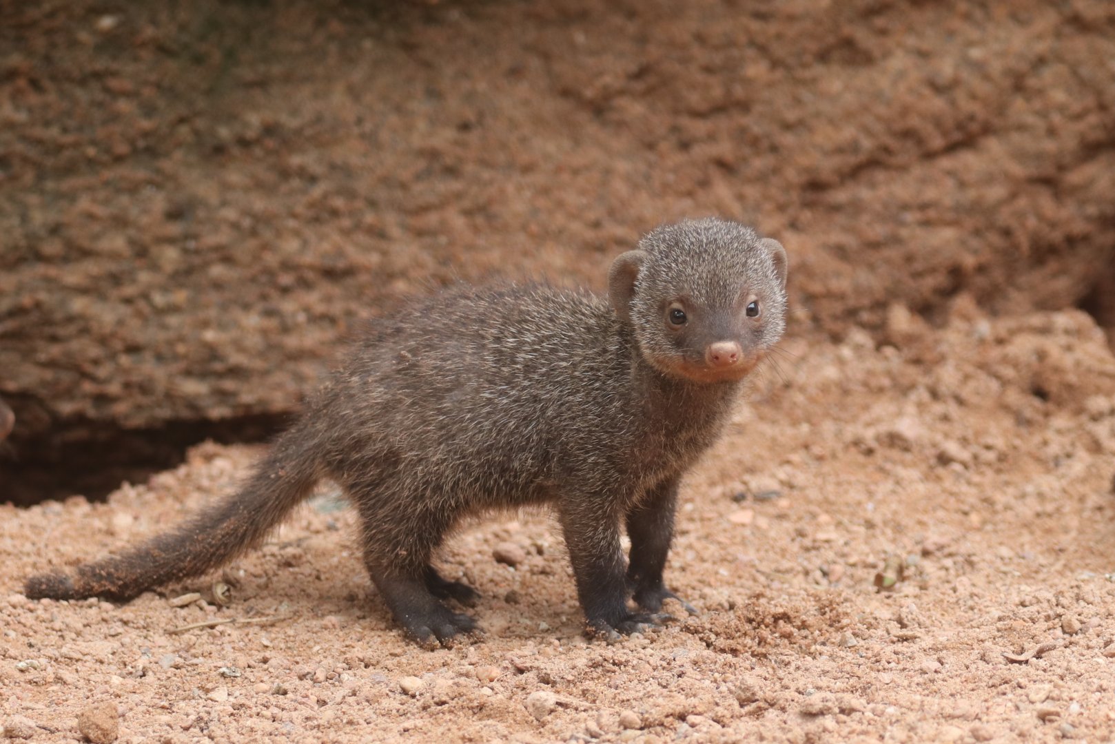 Young banded mongoose
