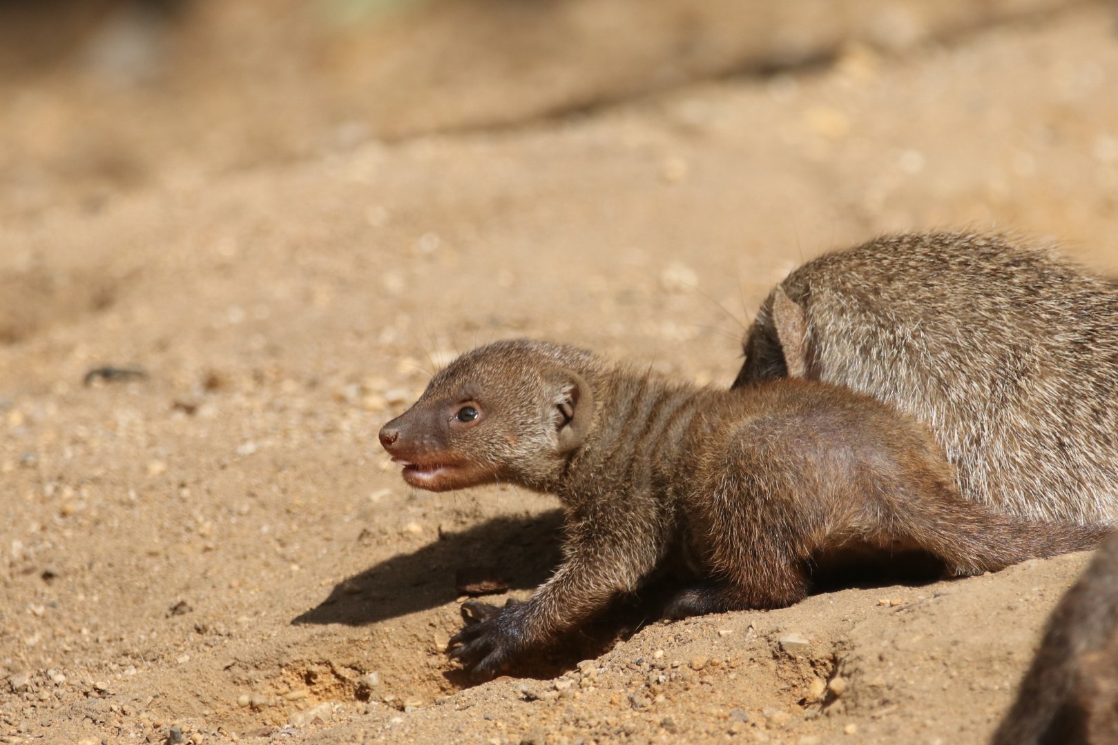Young banded mongoose