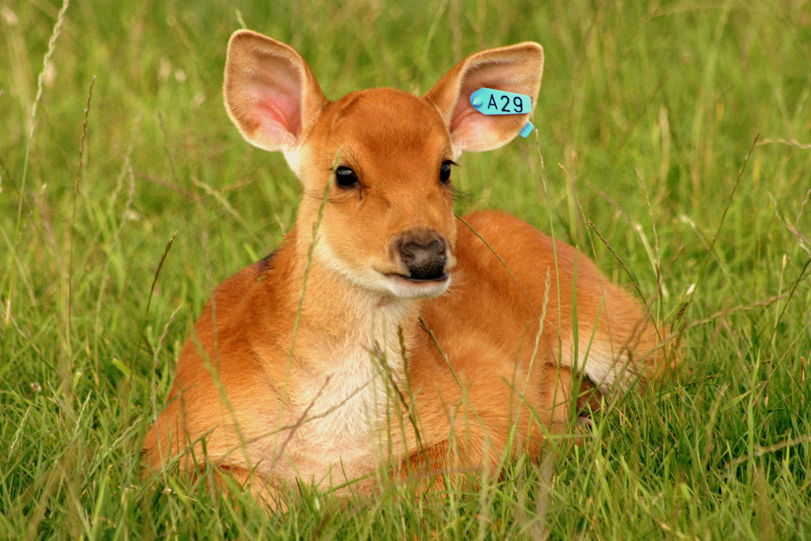 Young barasingha (A29); Whipsnade; 16th July 2011