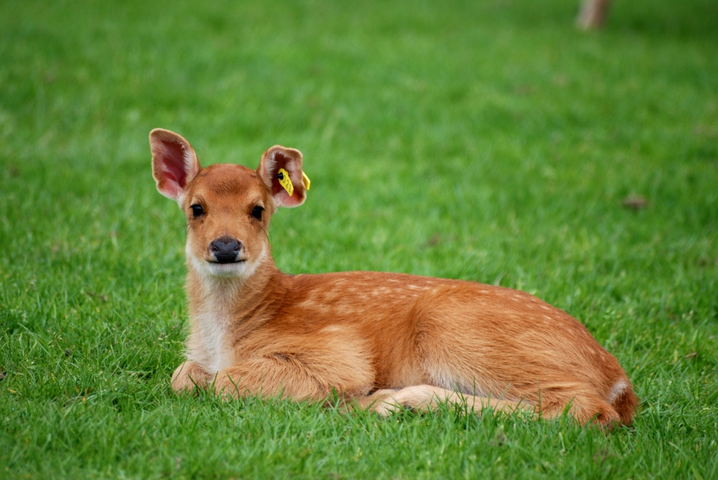 Young Barasingha at Whipsnade, 31/05/14