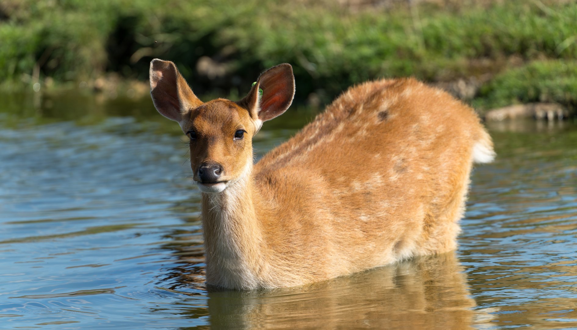 Young Barasingha, ZSL Whipsnade, UK