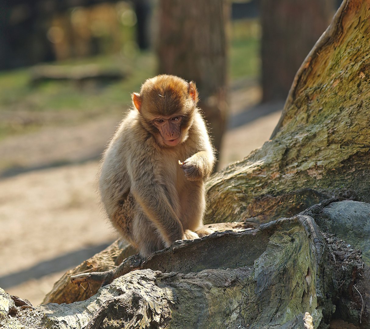 Young Barbary macaque (Macaca sylvanus), 2010-04-18