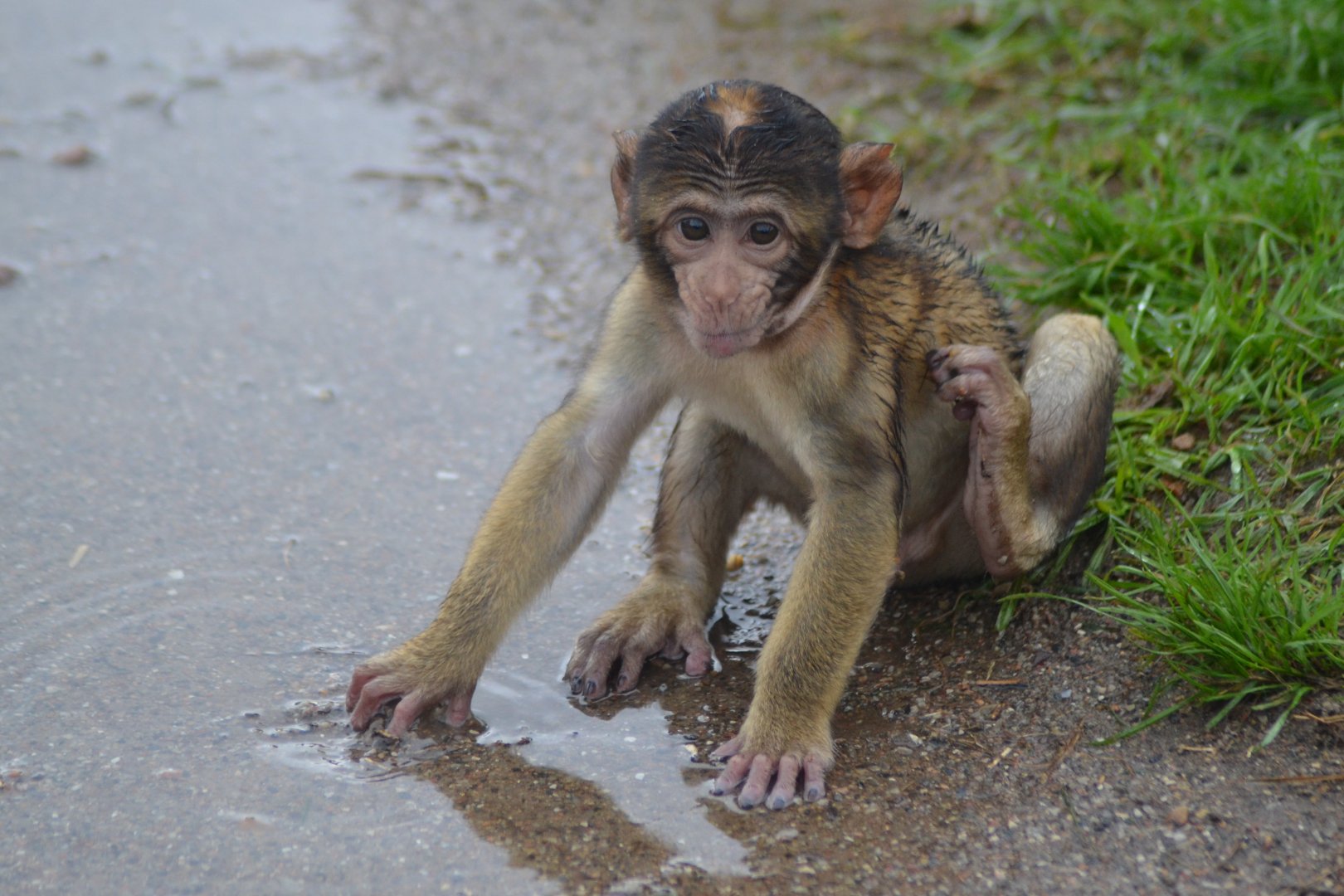 Young Barbary macaque playing in rainwater in Givskud Zoo
