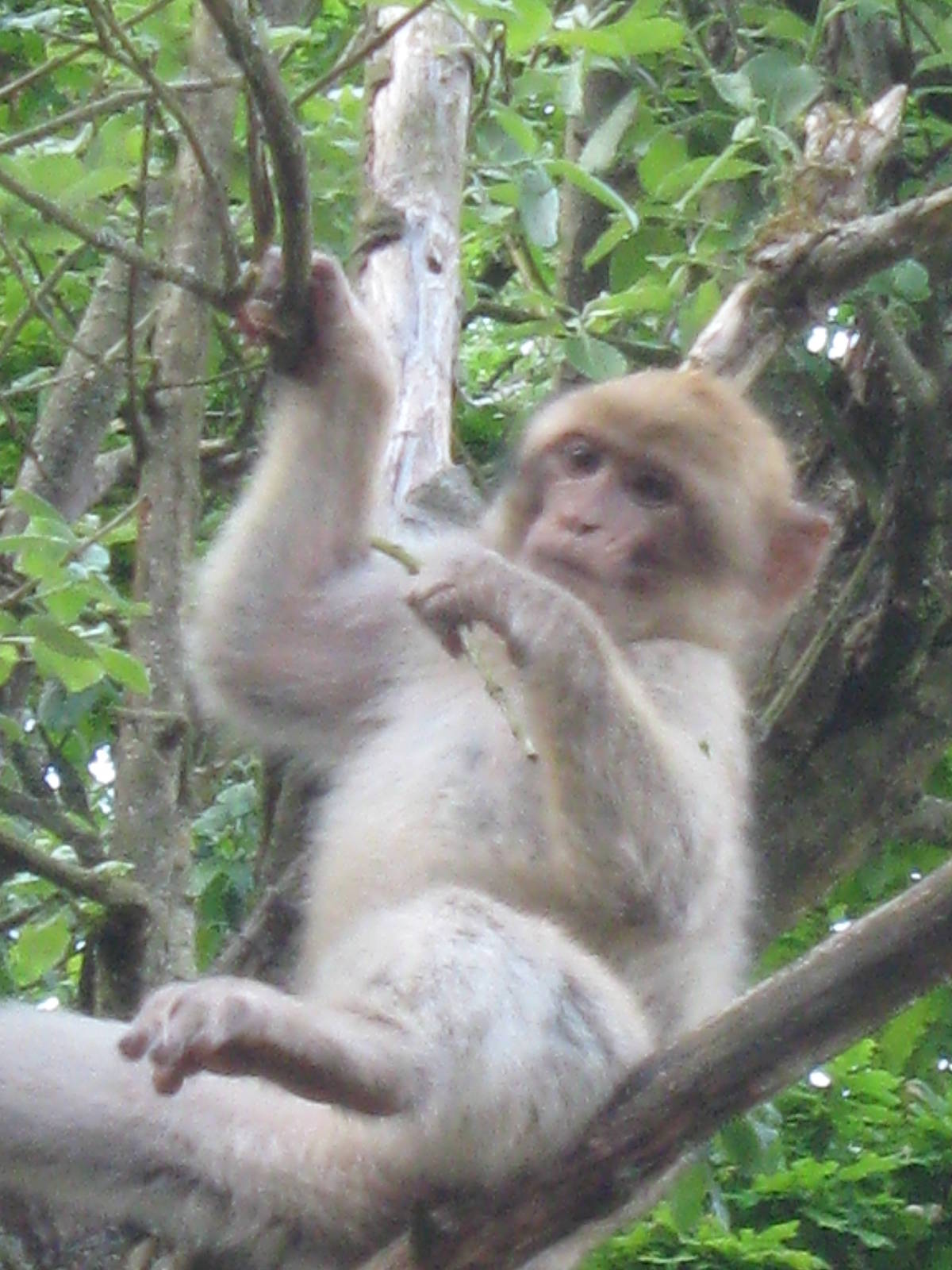 Young Barbary Macaque up a tree