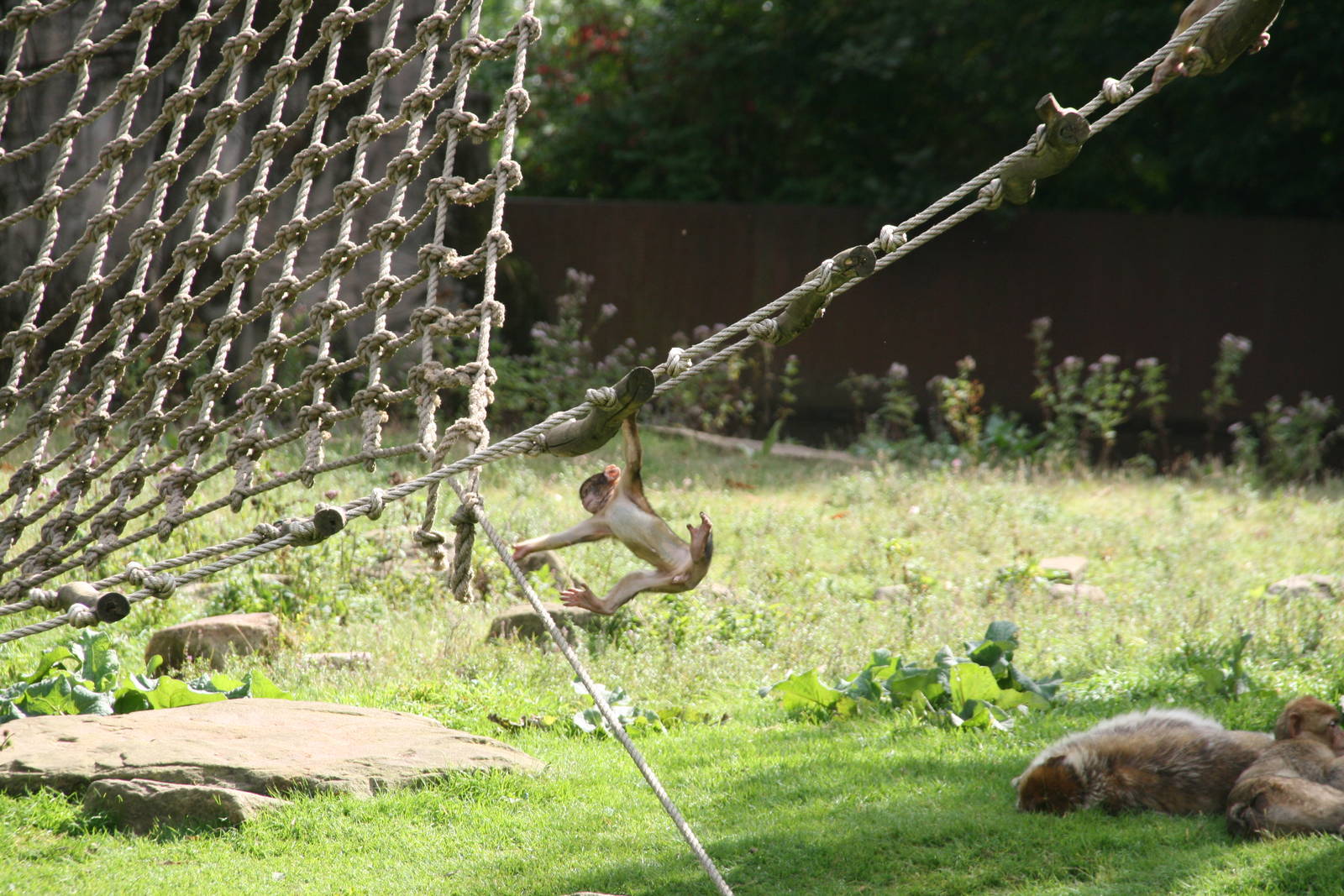 young Barbary macaque