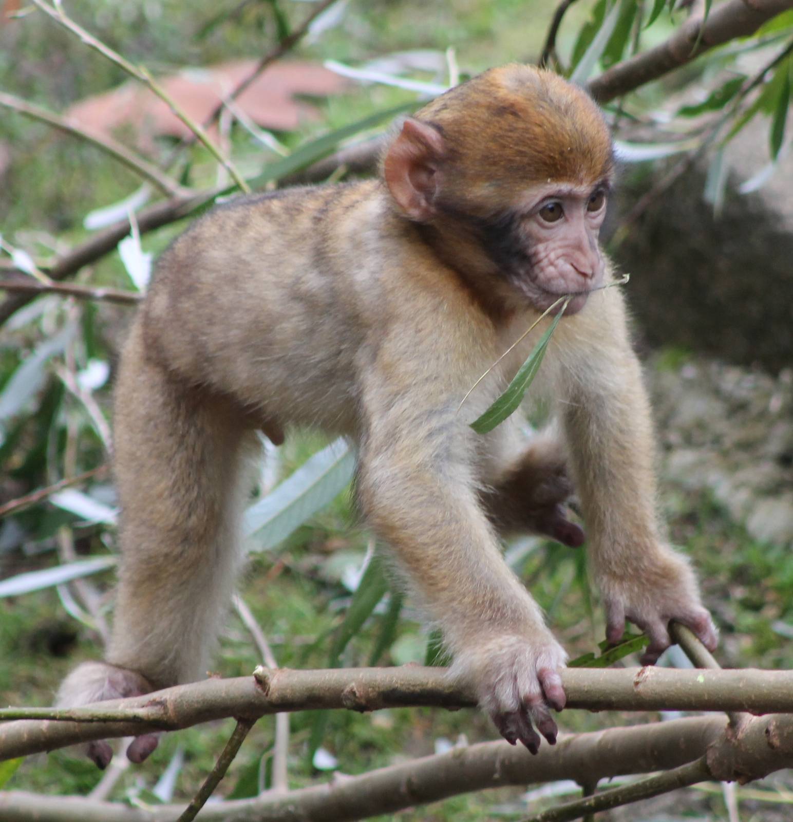 Young Barbary monkey