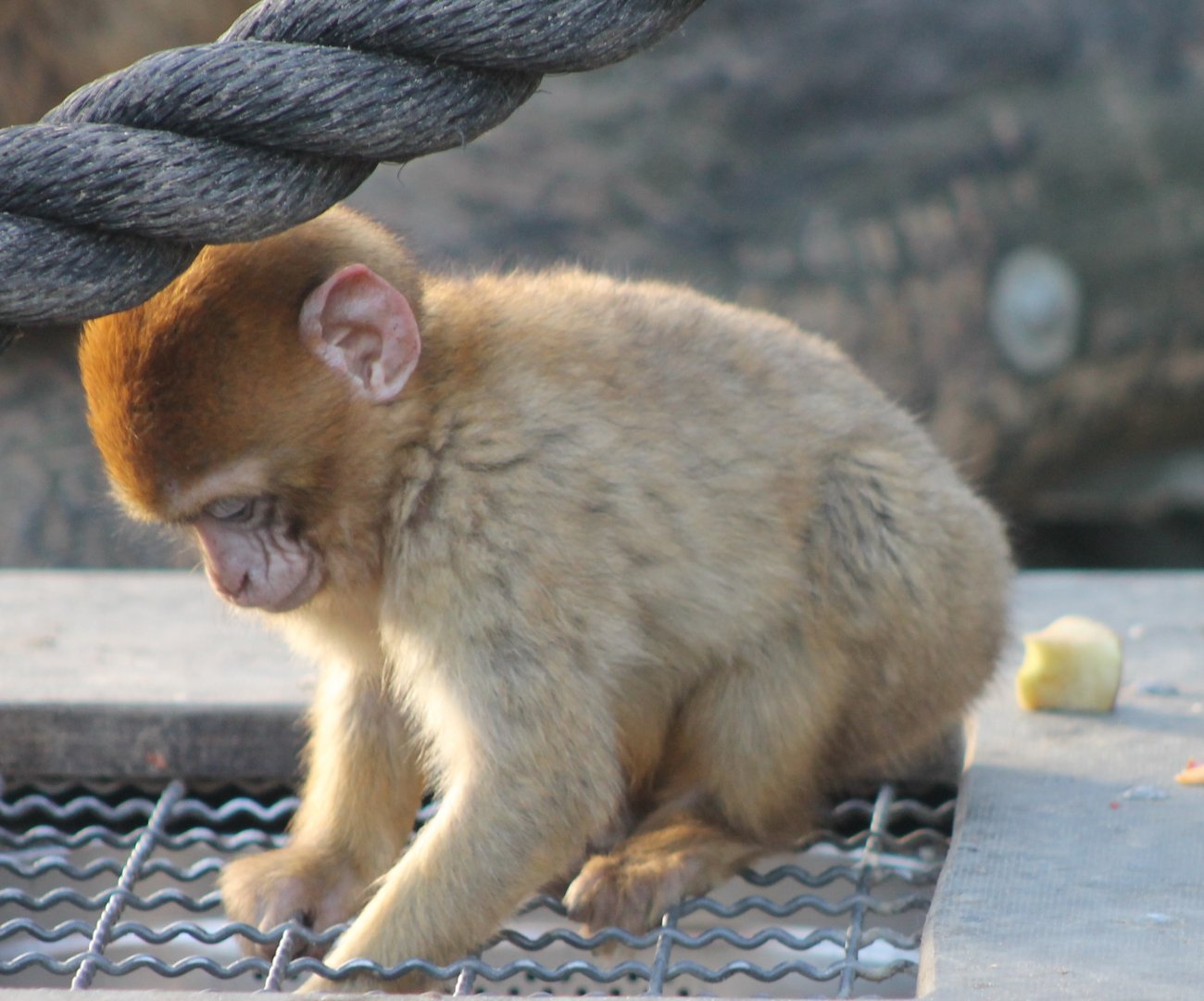 Young Barbary monkey
