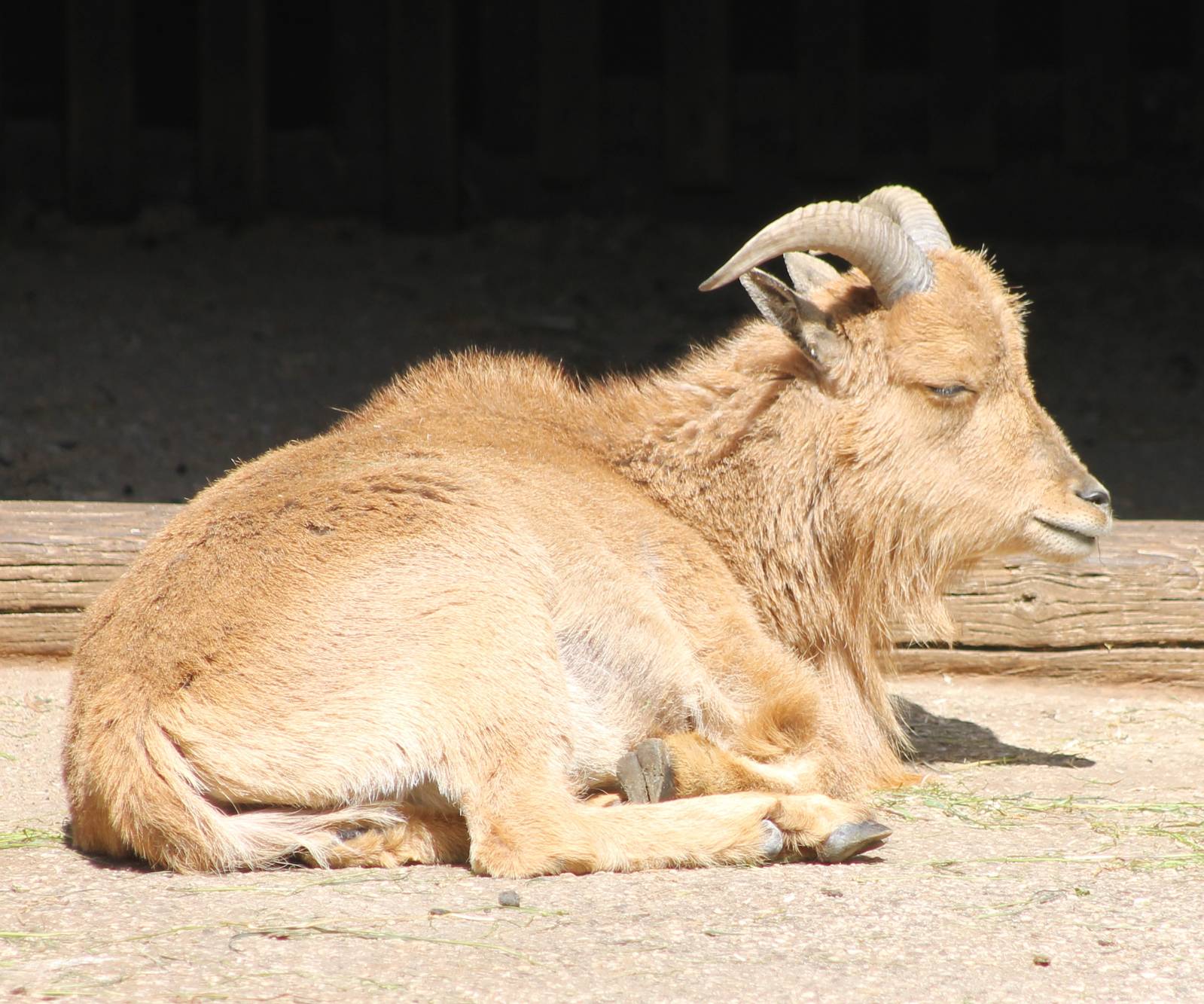 Young Barbary sheep