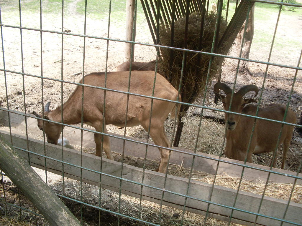 Young barbary sheeps