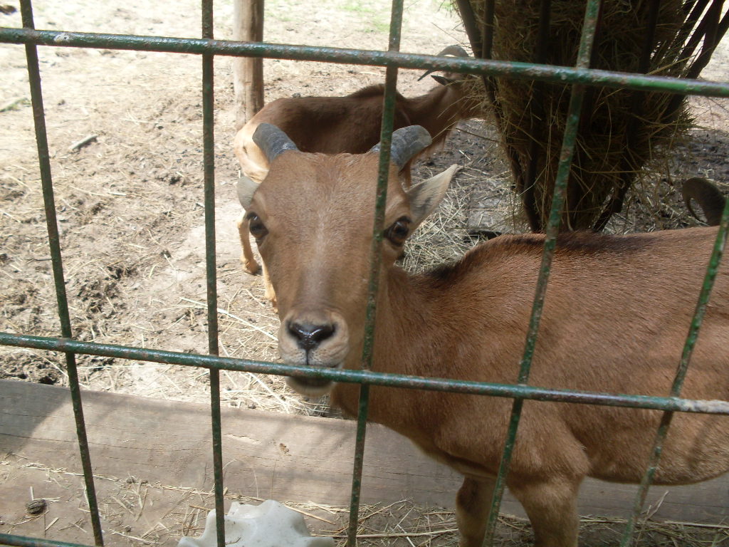 Young barbary sheeps