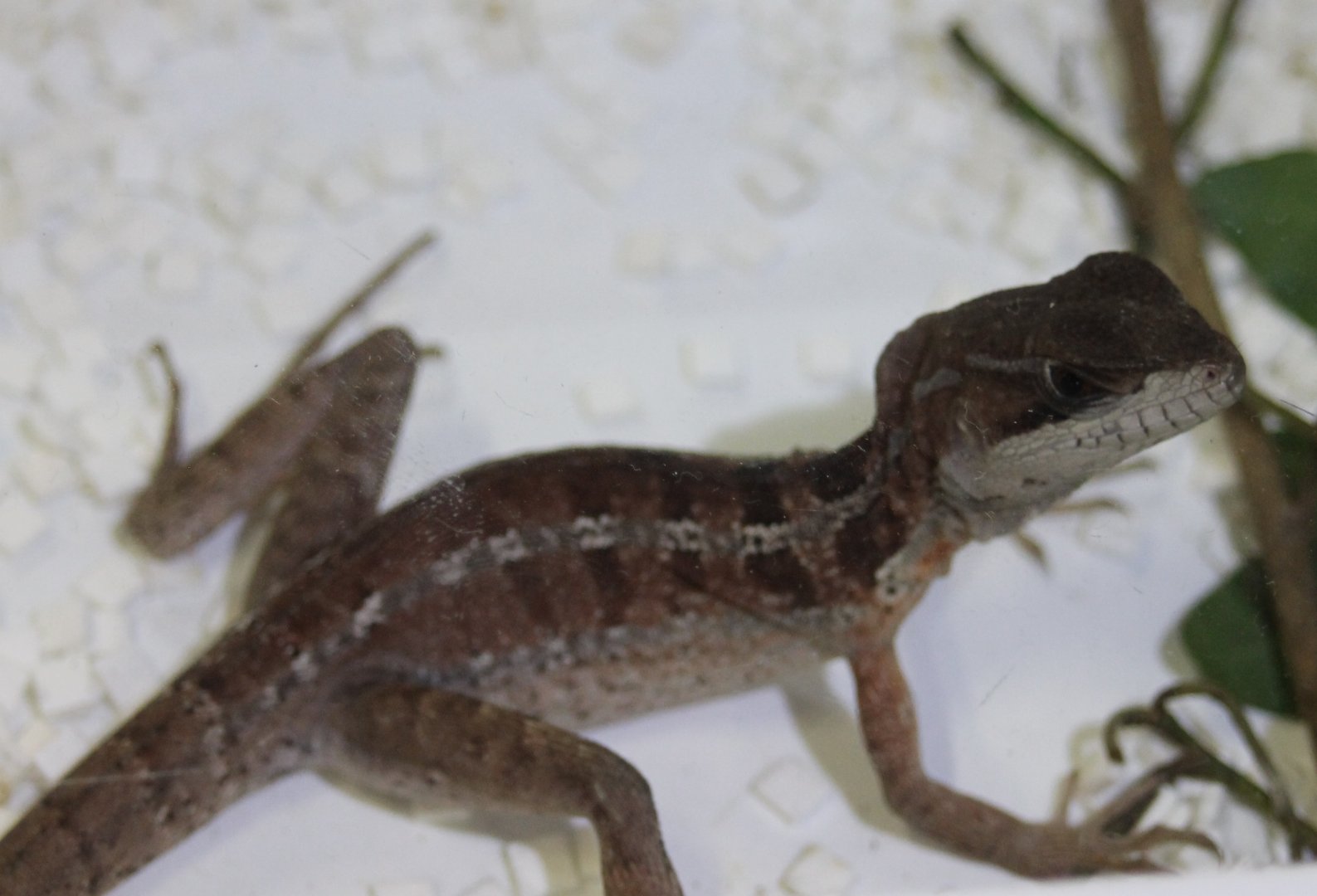 Young Basiliscus species