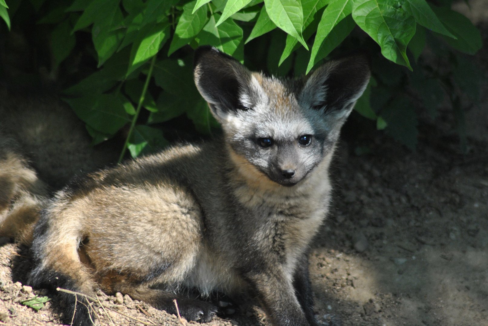 Young bat-eared fox (Otocyon megalotis)