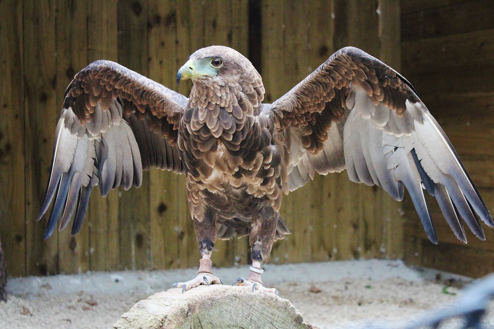 Young Bateleur Eagle