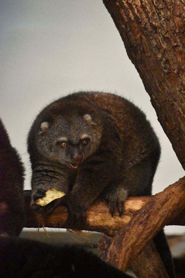 Young Bear cuscus, Ailurops ursinus