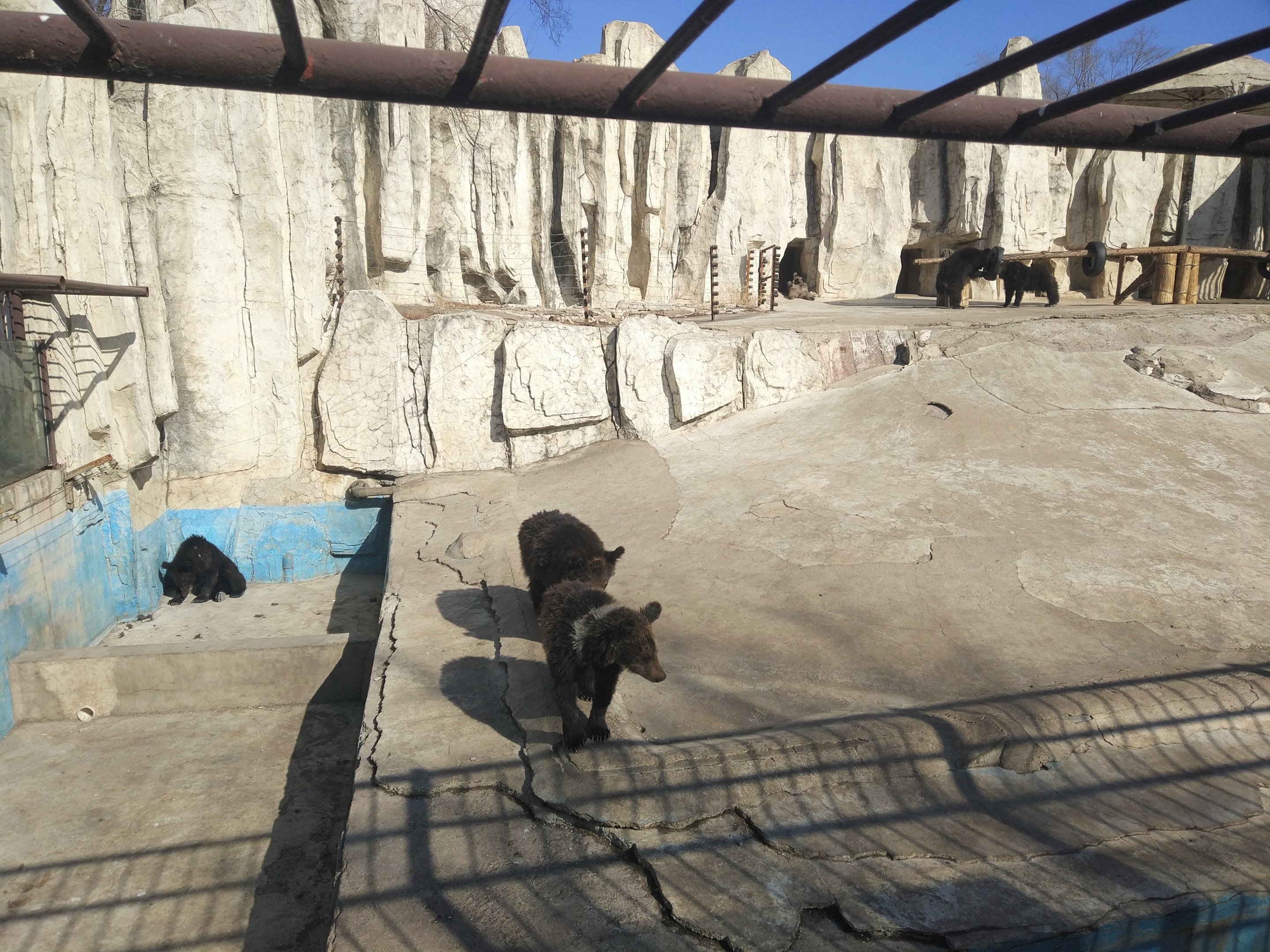 Young Bear Enclosure
