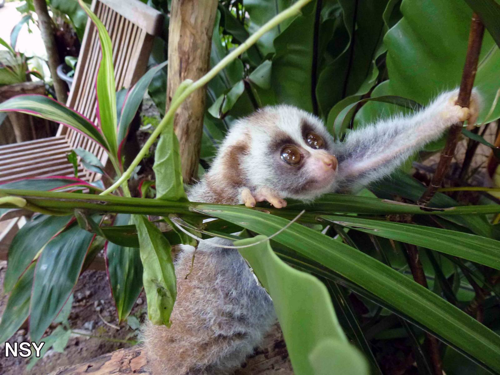 Young Bengal slow loris, June 2013.