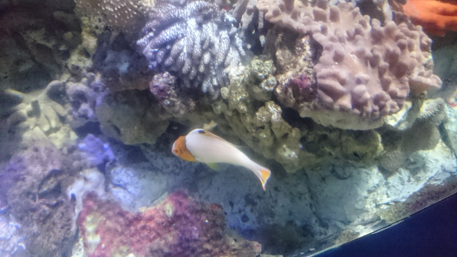 Young Bicolour Parrotfish