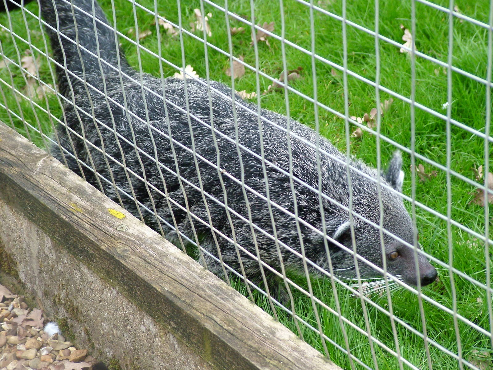 Young Binturong at Hamerton 05/04/10