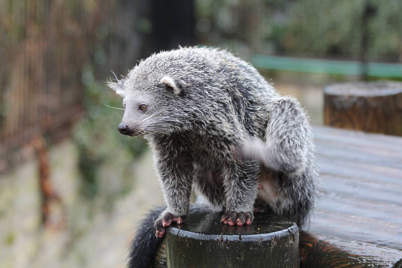 Young Binturong - Jan 2014