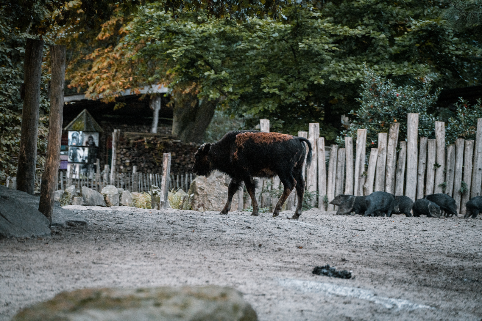 Young Bison and Peccary