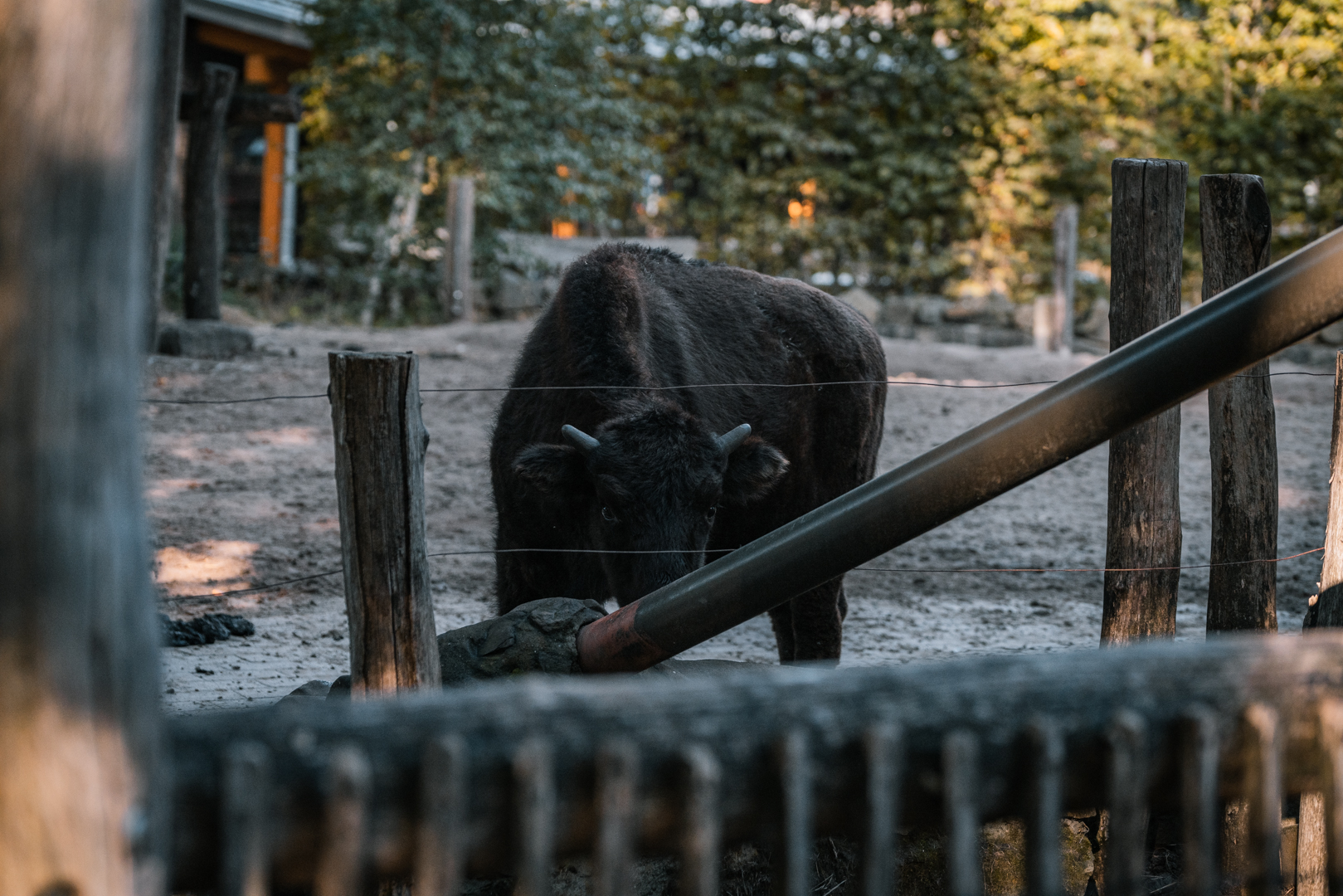 Young Bison at feeding station