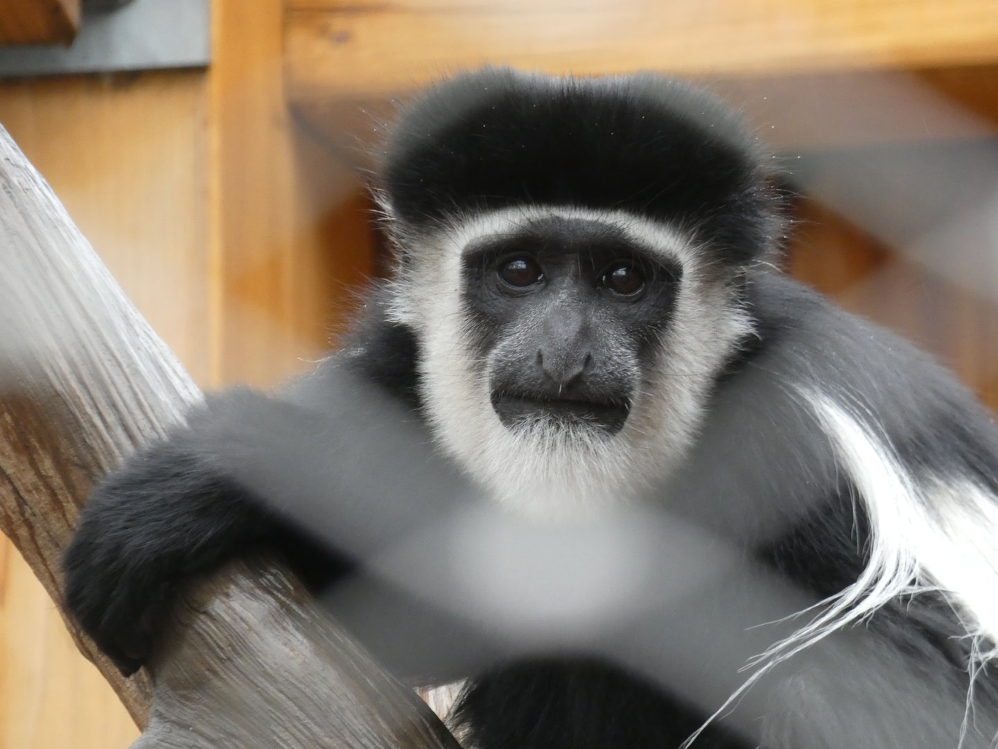 Young black-and-white colobus