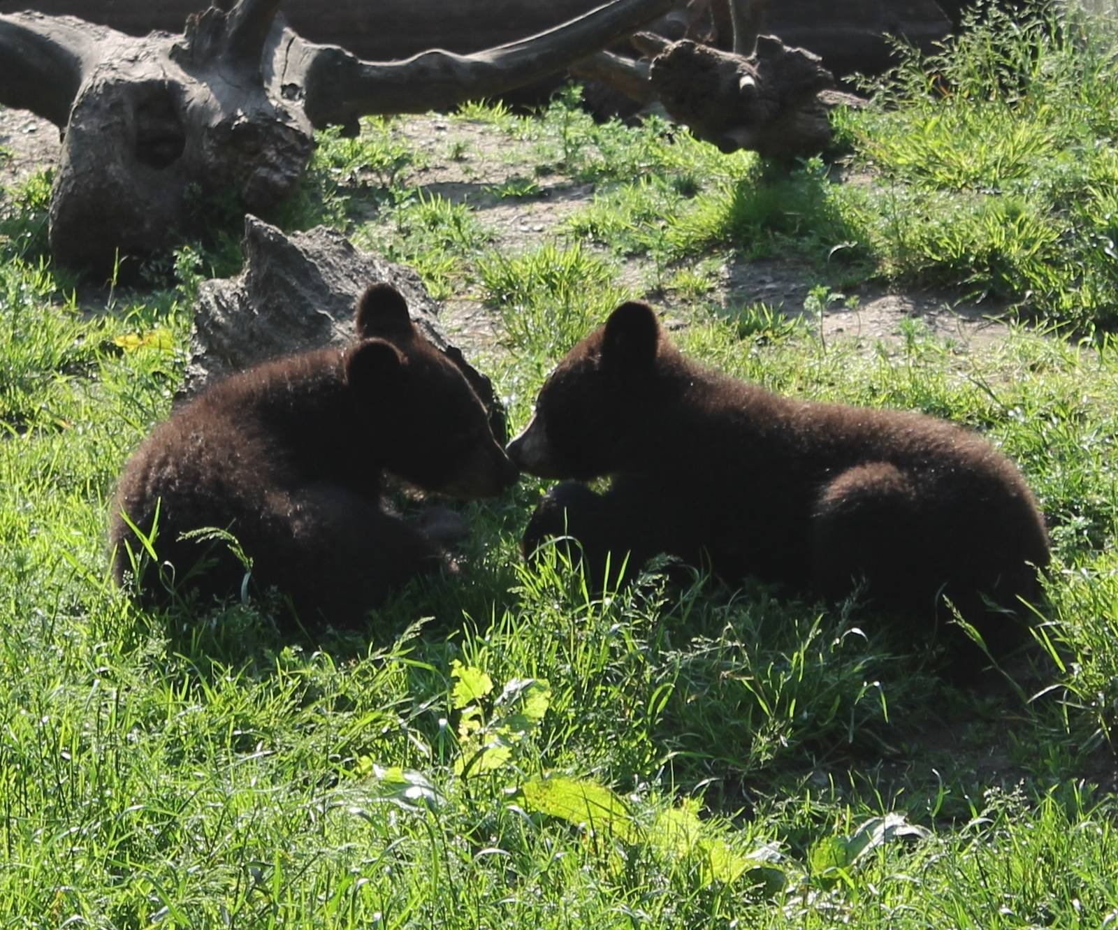 Young Black bears