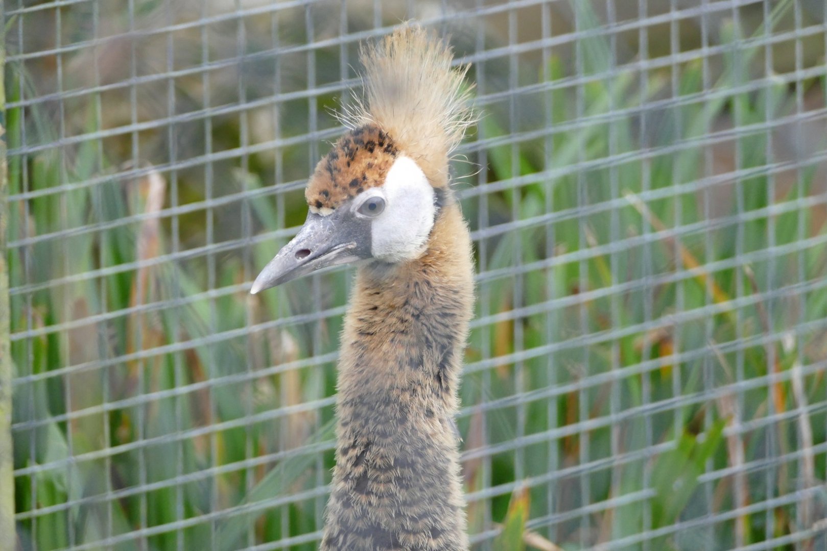 Young Black crowned crane, February 2019