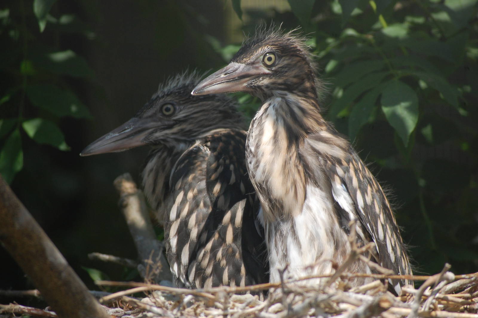 Young Black-crowned Night Heron in Nest