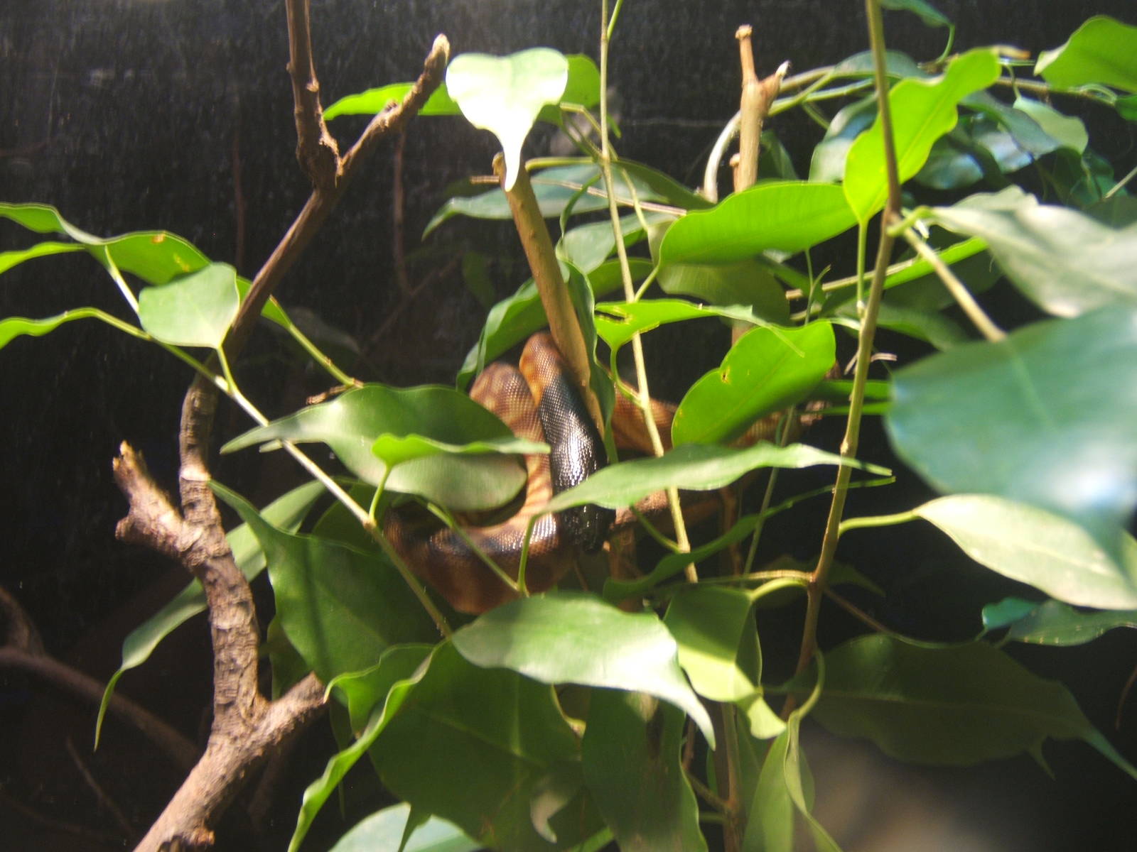 Young Black-headed Python