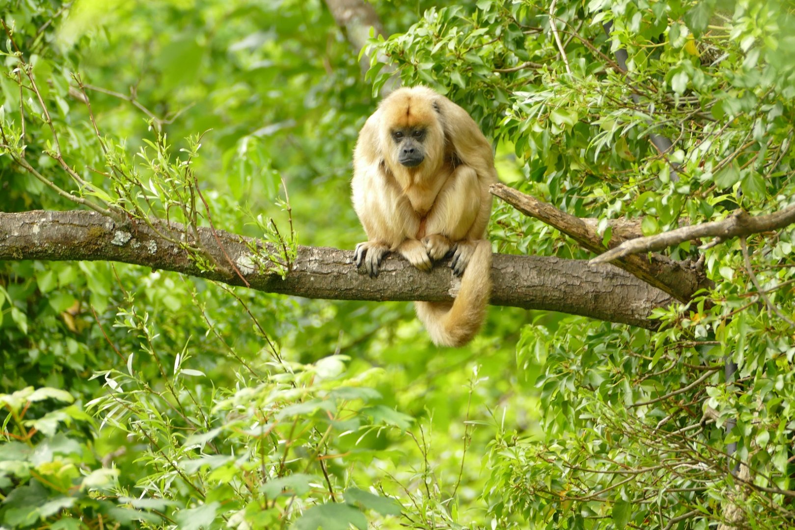 Young Black Howler Monkey, June 2021